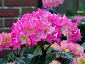 金桥花卉市场探秘，楼顶最香的花卉品种大揭秘金桥花卉批发市场