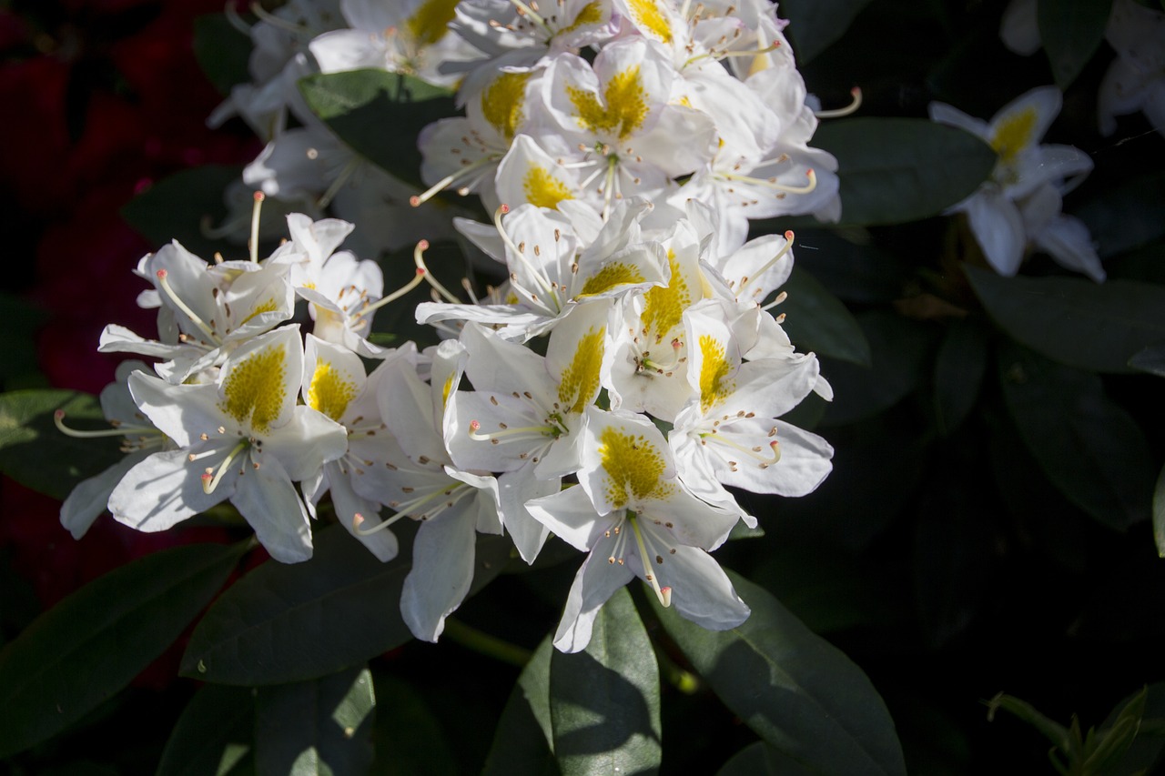 庭院梧桐花卉的美丽邂逅——鄢陵花卉市场的魅力之旅鄢陵花卉园  第1张